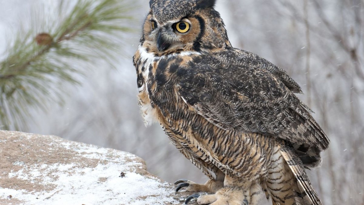 Западно Сибирский Филин