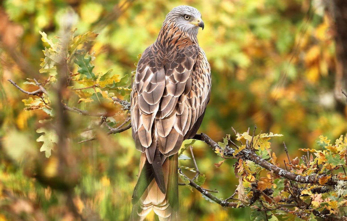 Хищные птицы Эстонии