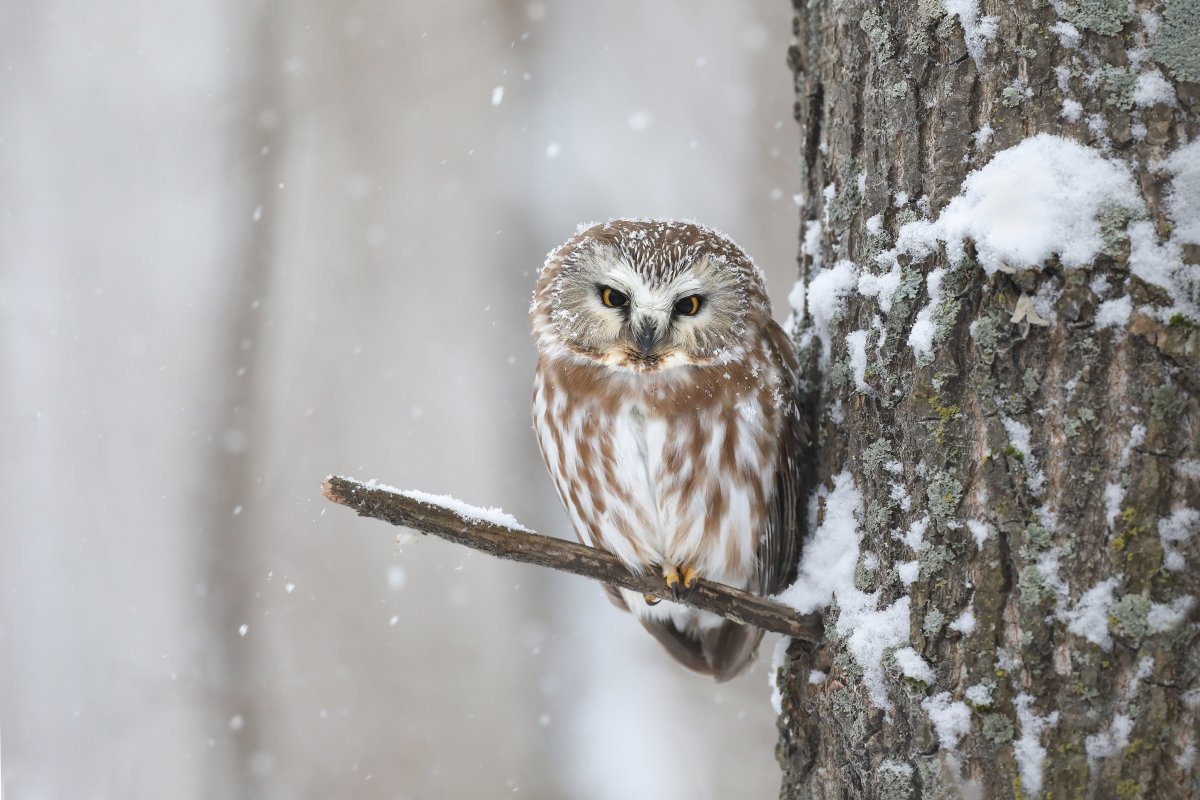 Сыч мохноногий зима
