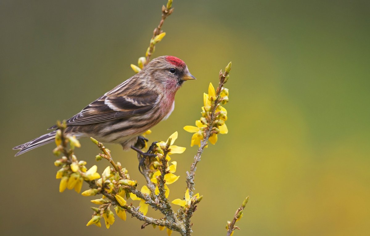 Чечетка на ветке