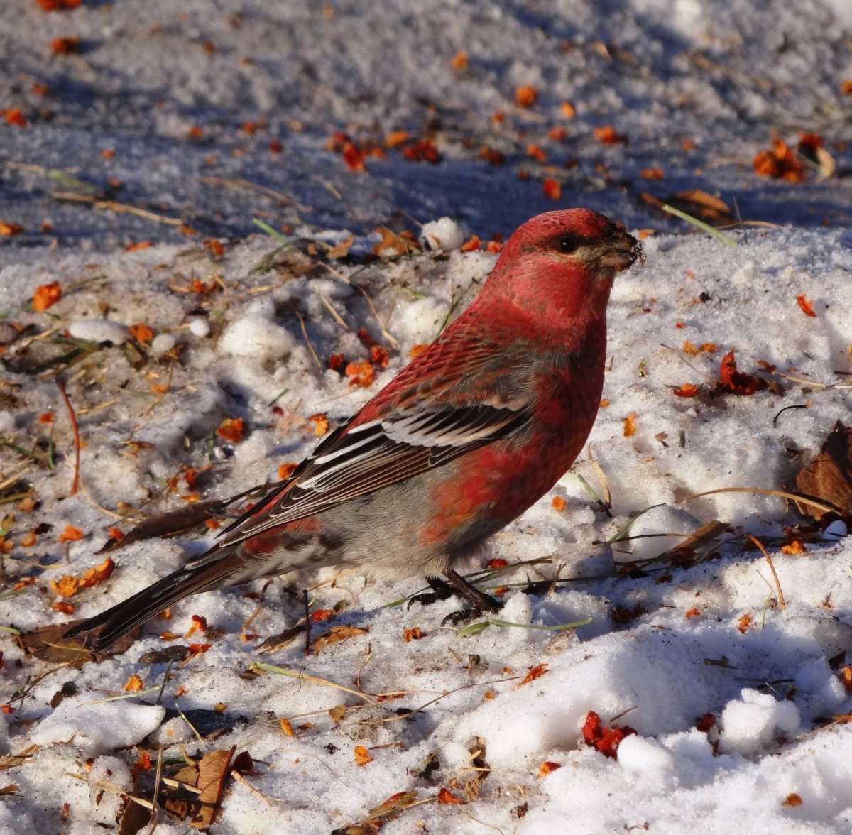 Вьюрковые: , Щур