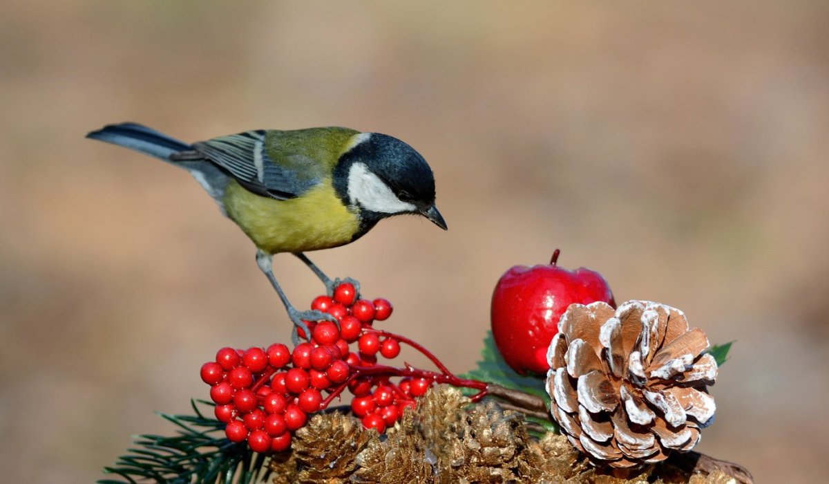 Зимующие птицы синица
