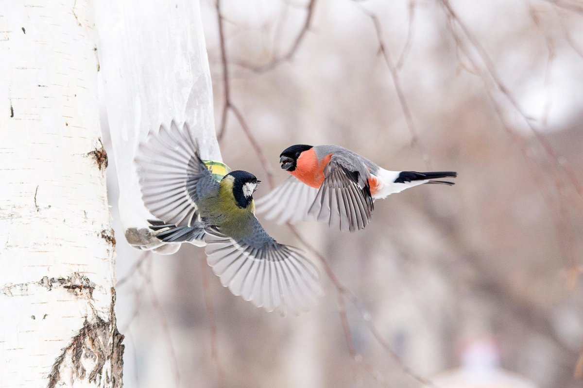 Зимние птицы в полете