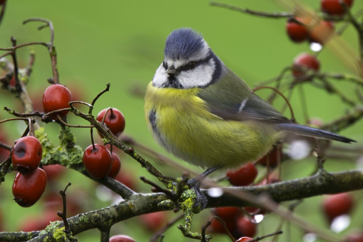 Лесные птицы синички