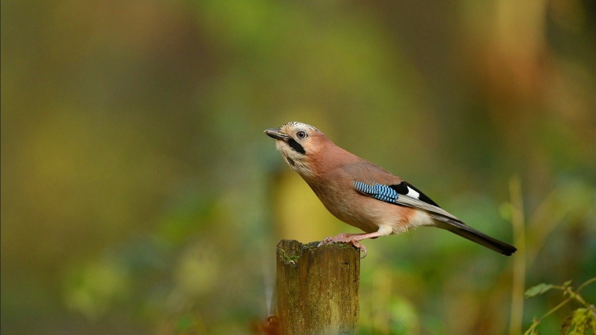 Сойка птица