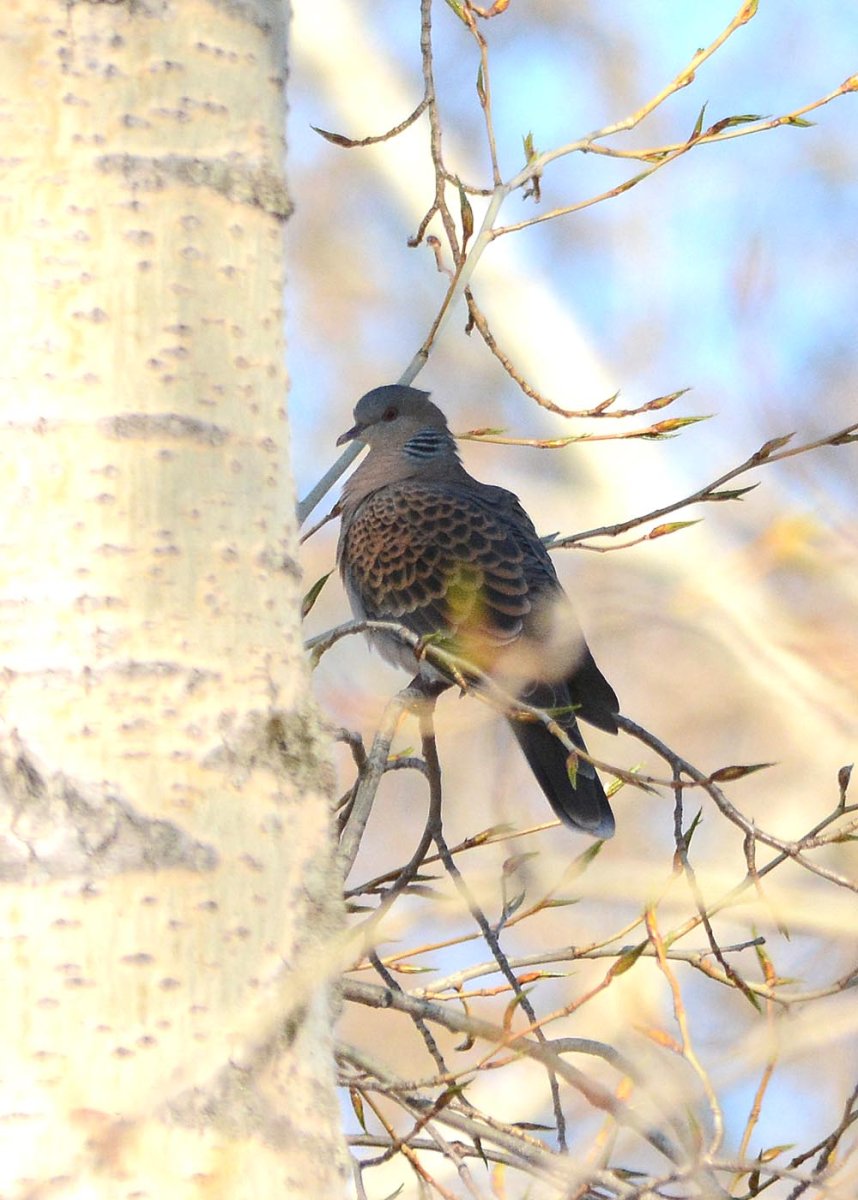 Птицы Томской области