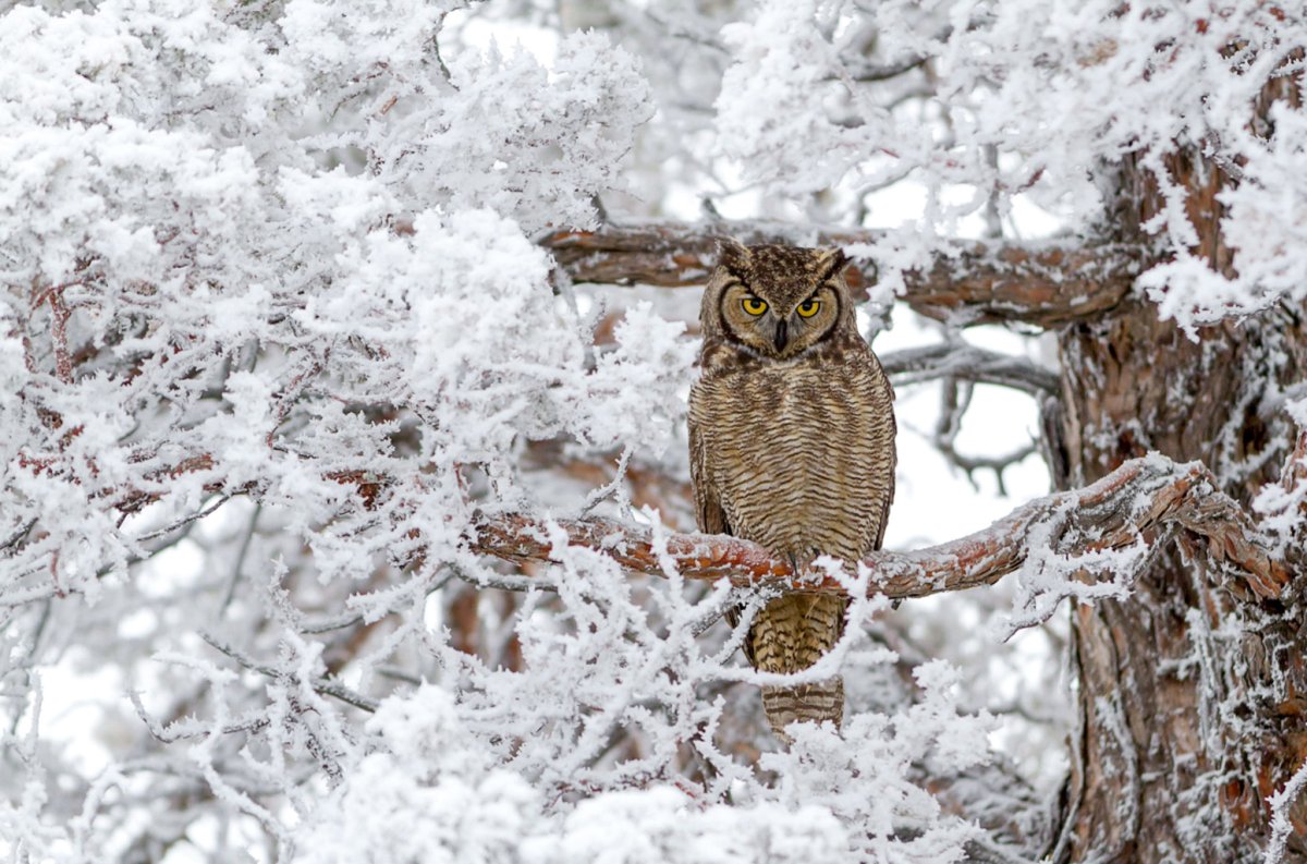 Филин зимой
