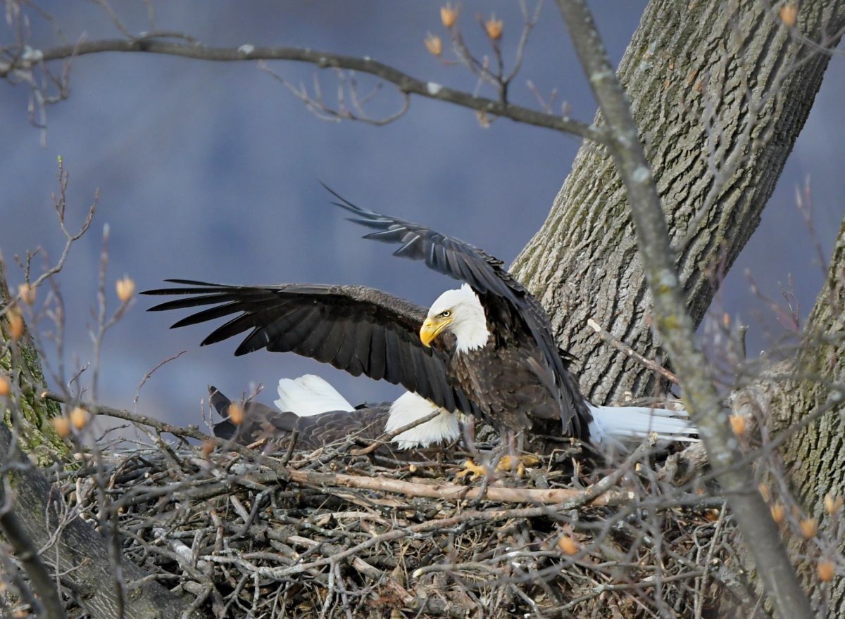Гнездо белоголового орла