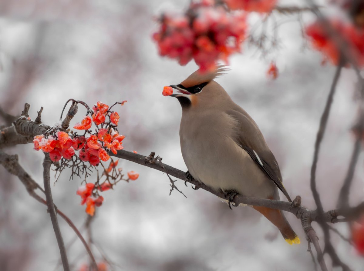 Свиристель зимующая