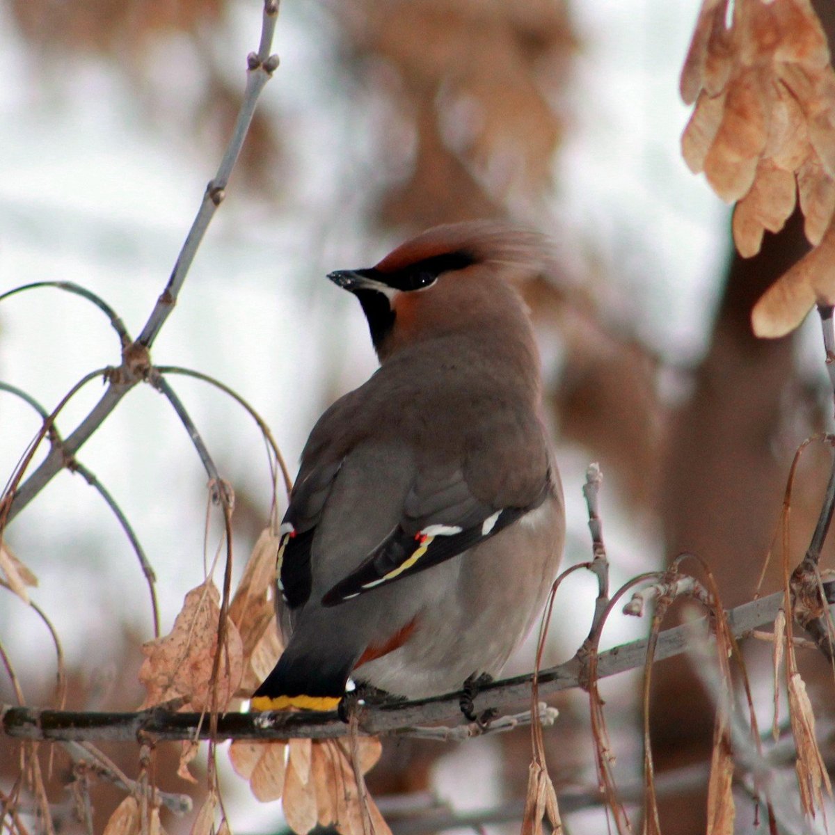 Свиристель Перелетная