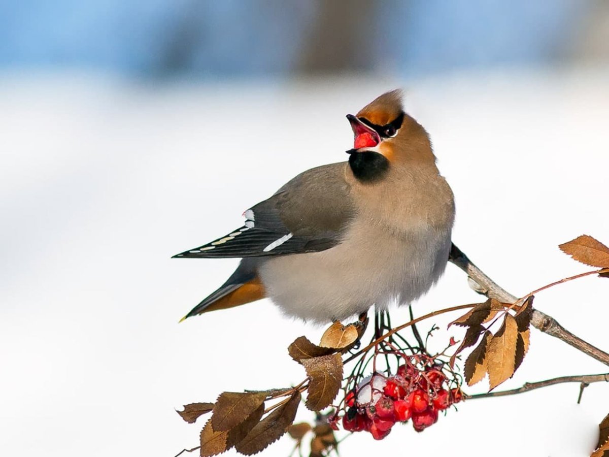 Хохлатые свиристели на рябине