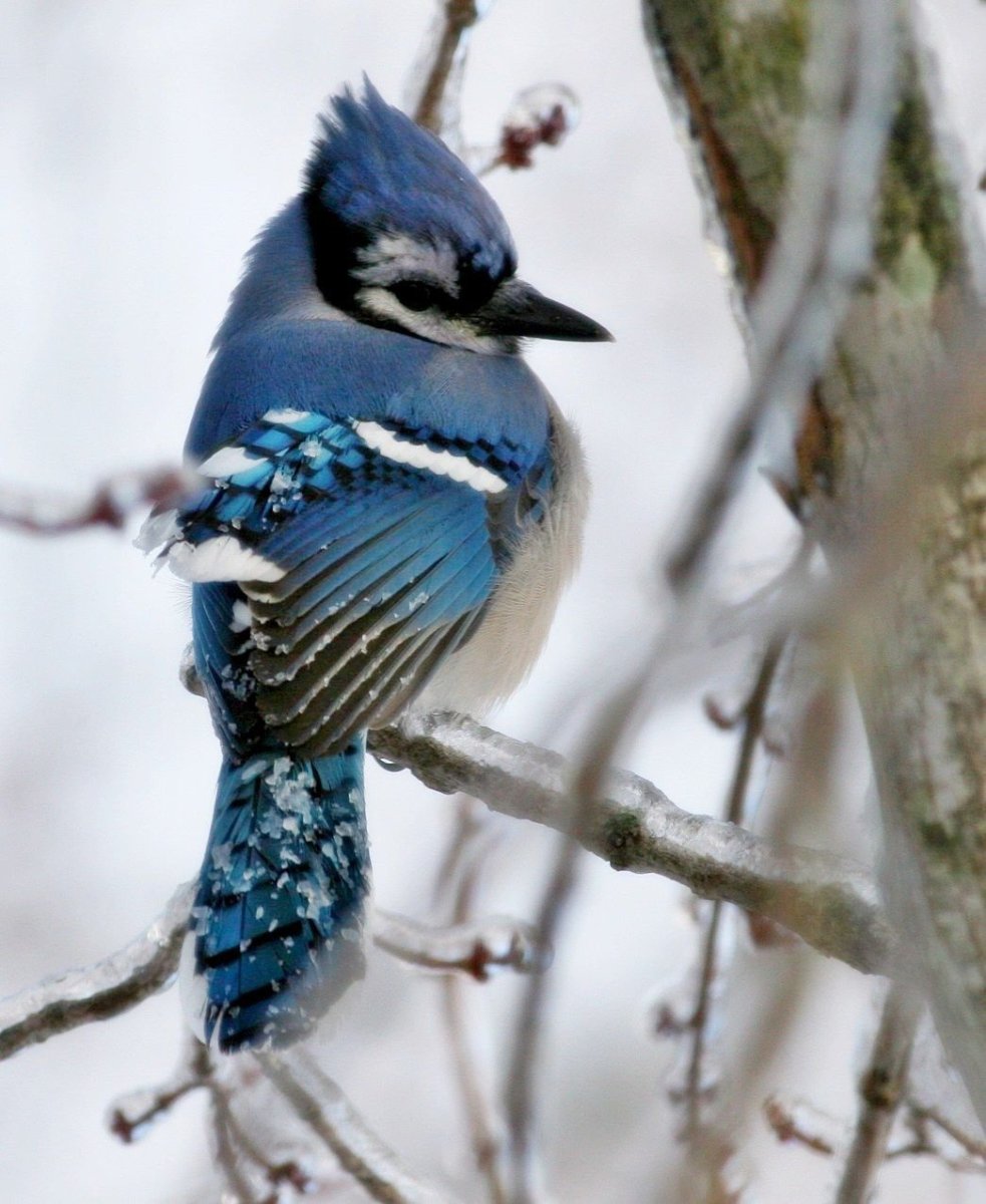 Сойка птица