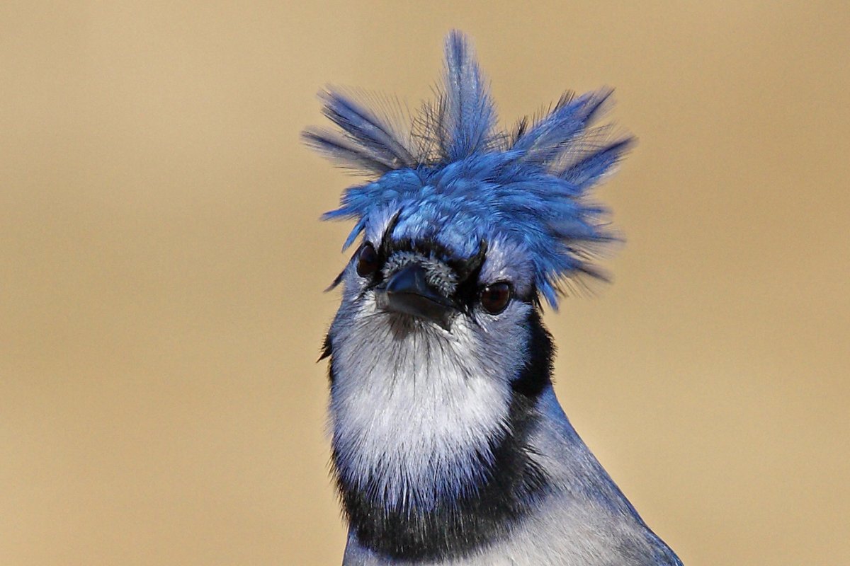 Хохолок на голове