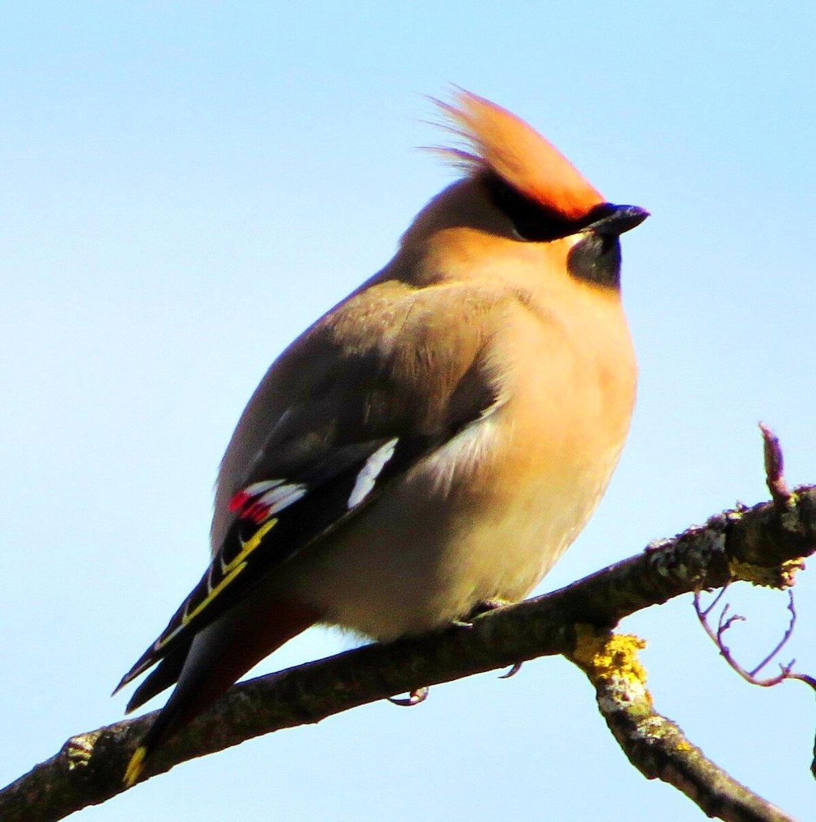 Птицы с хохолком на голове в Ленинградской