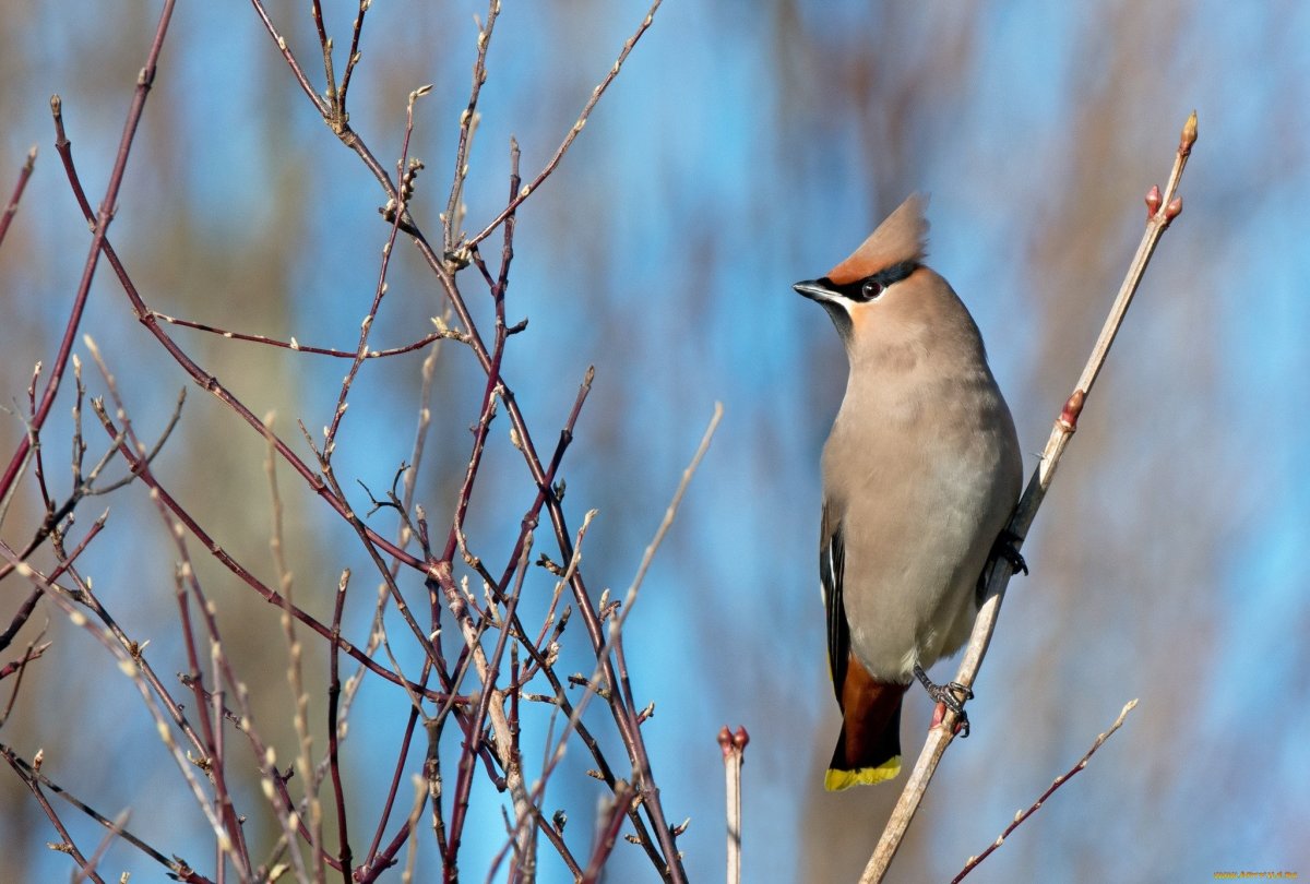 Дрозд свиристель Крымский