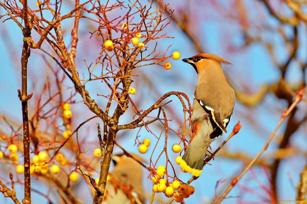 Свиристели Петрозаводск