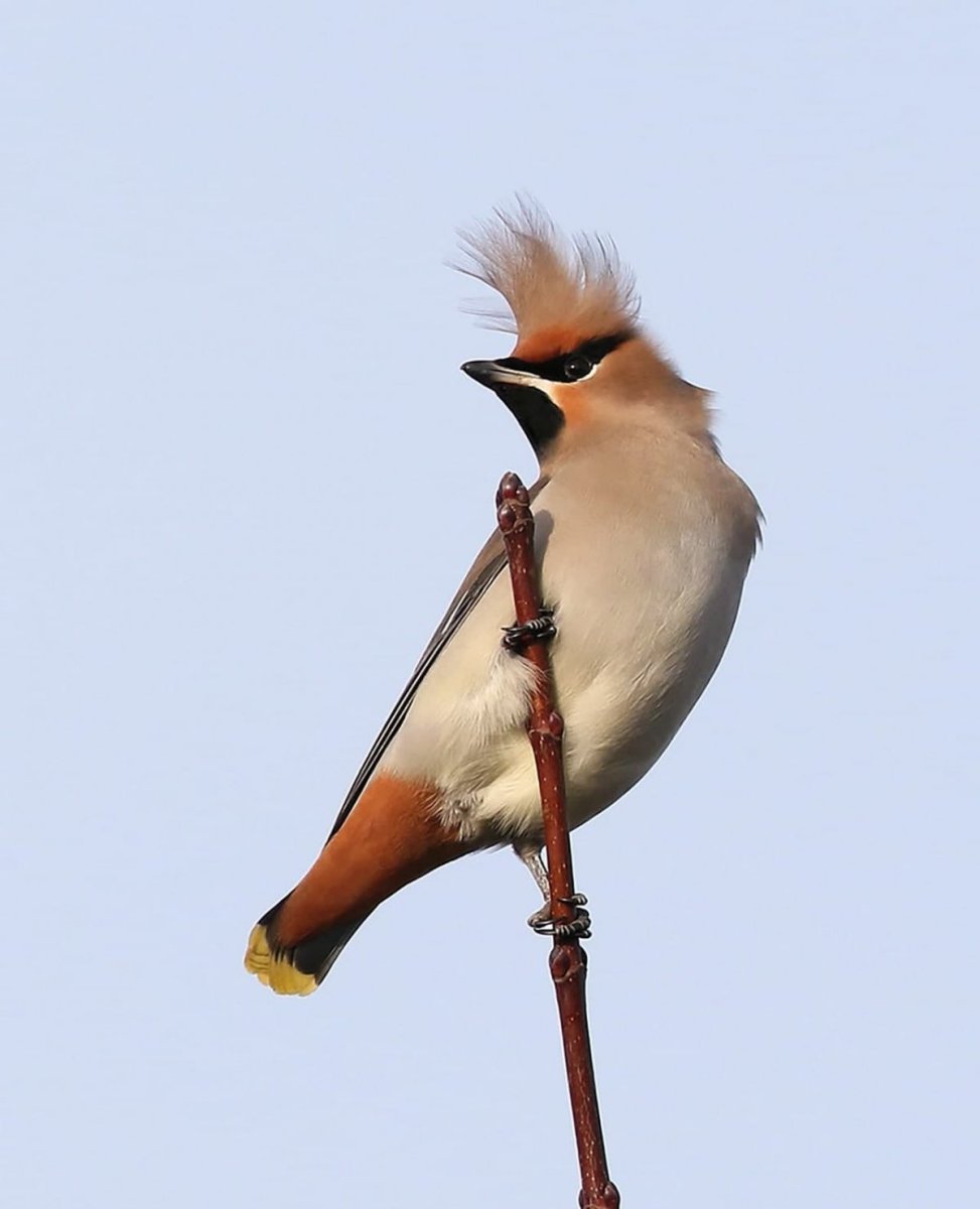 Сибирская птичка с хохолком
