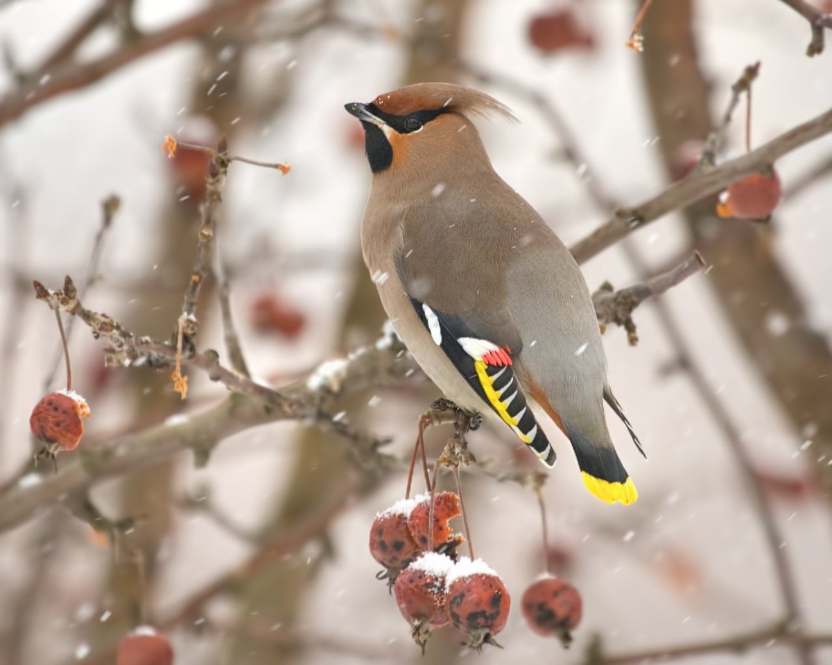 Свиристель обыкновенный