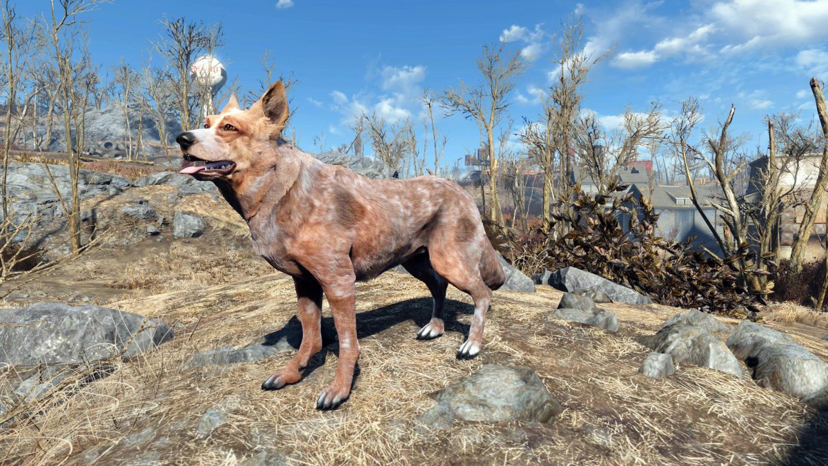 Одичавшая собака фоллаут
