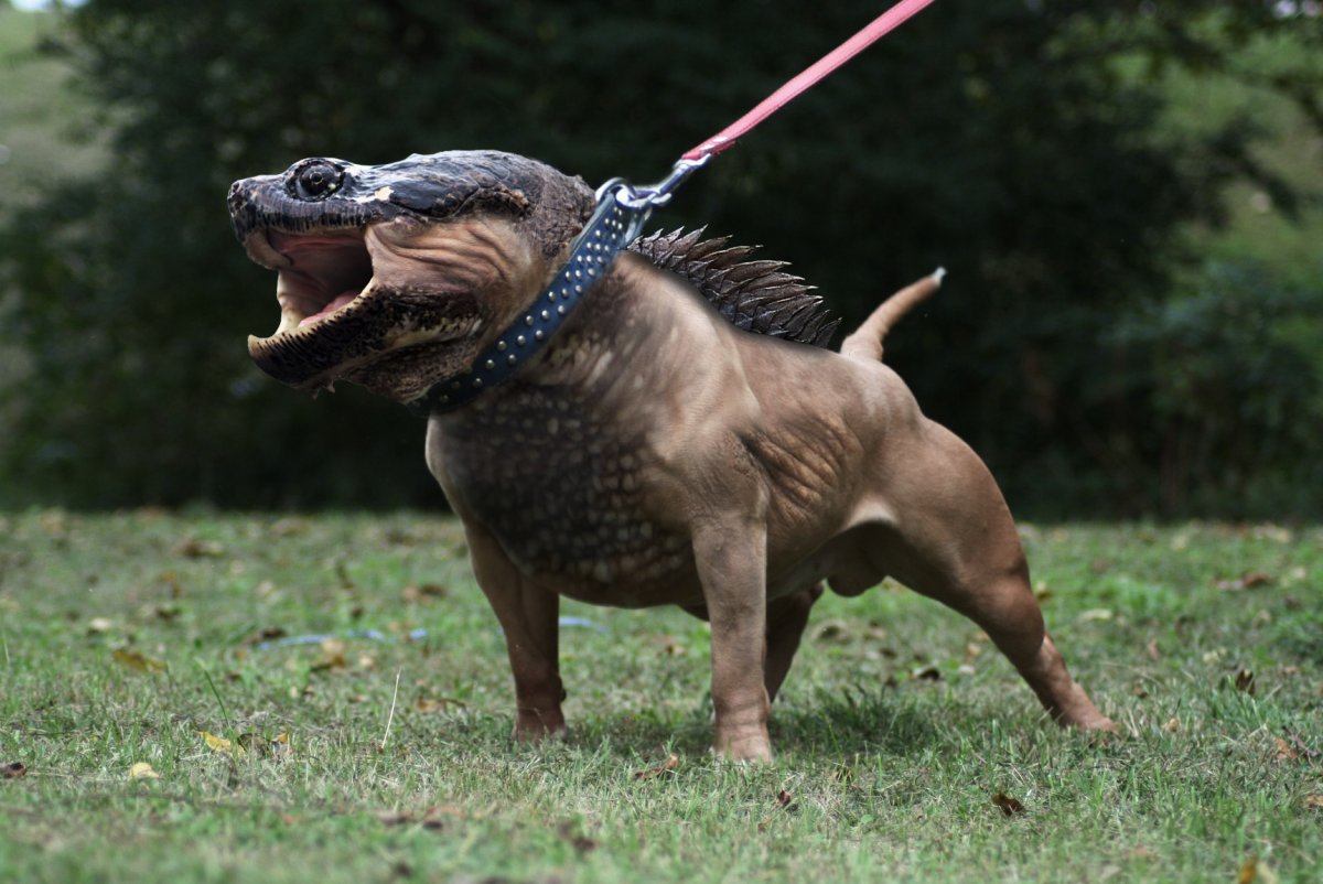 Хубрид Энималс