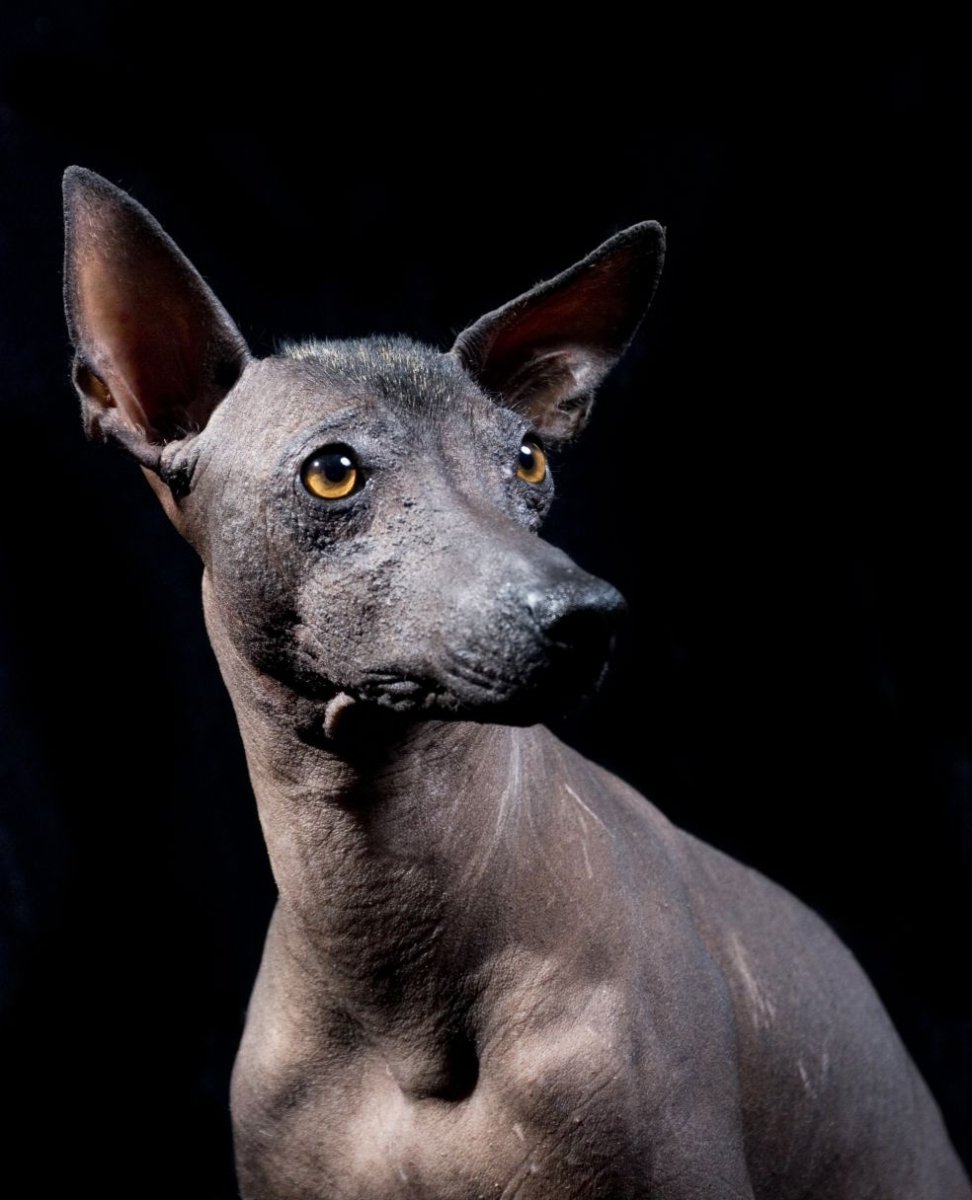 Необычные собаки мутанты