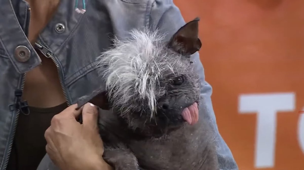 Самая страшная уродливая собака