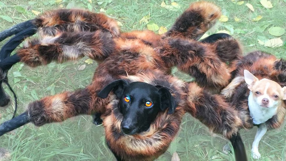 Собака мутированная в паука