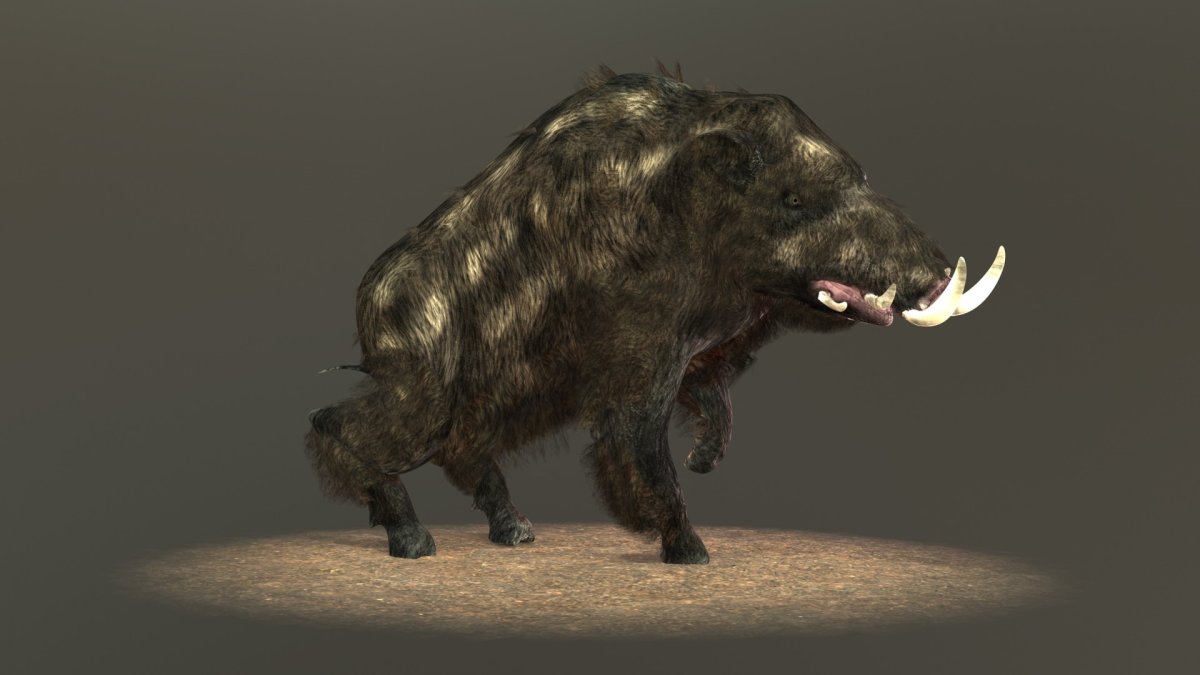 Сталкер кабан вид сбоку