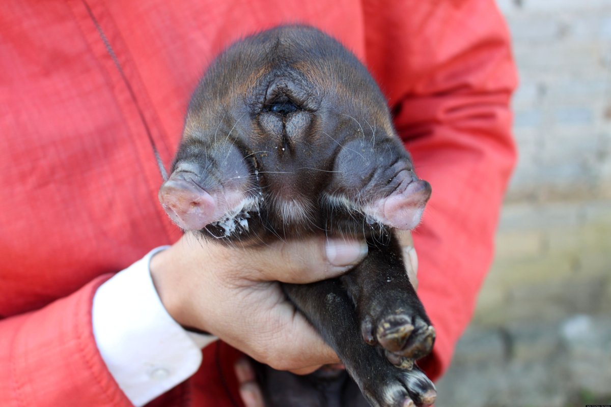 Страшные мутации животных