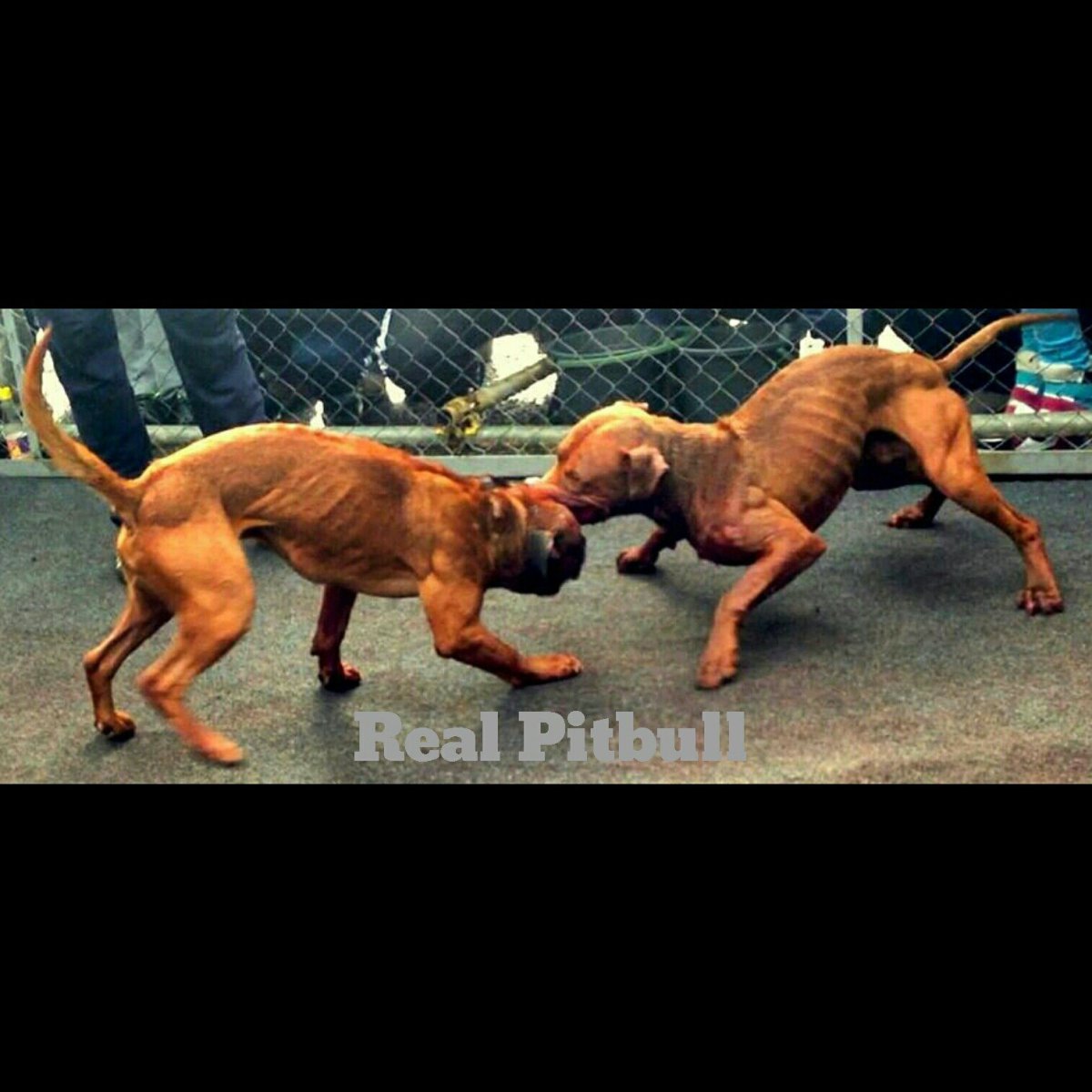 Собаки мутанты несут палку