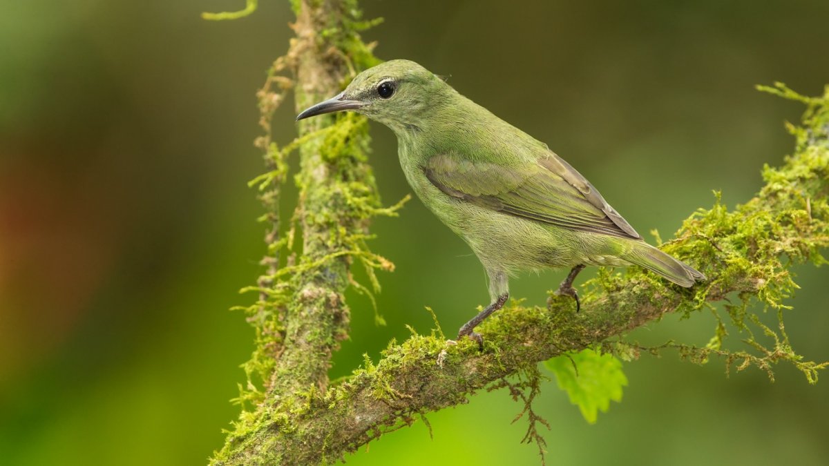Лунь Луговой зеленый дятел