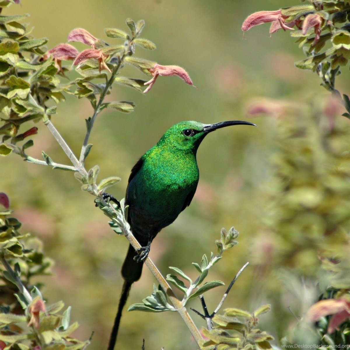 Птица с зеленым оперением