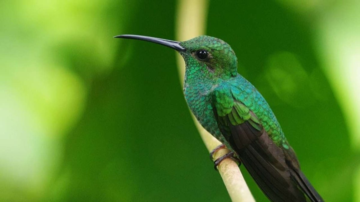 ОРЛИНОКЛЮВЫЕ Колибри