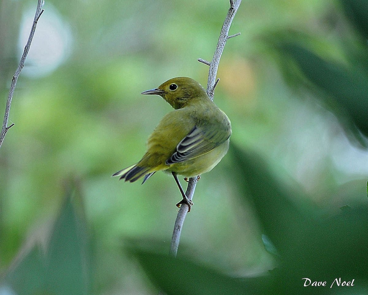 Птица с зеленой спинкой