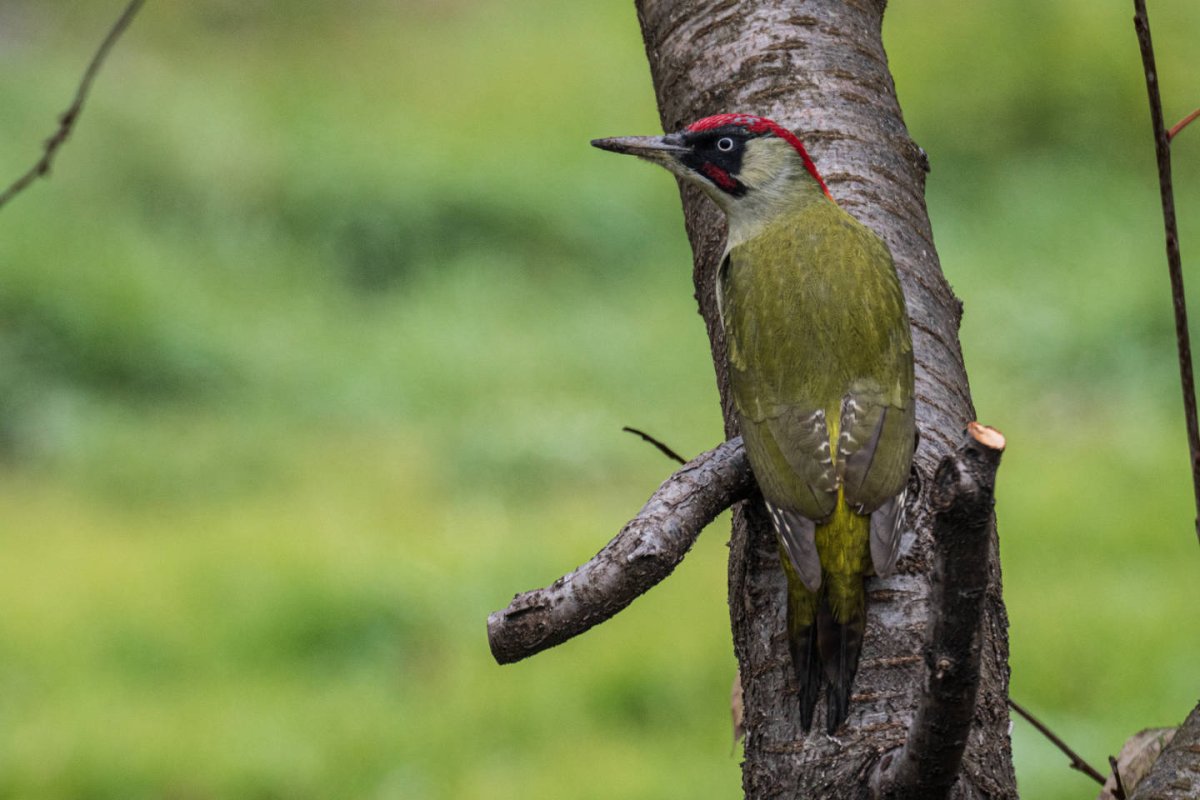 Зеленый дятел -Picus viridis Linnaeus (1758)
