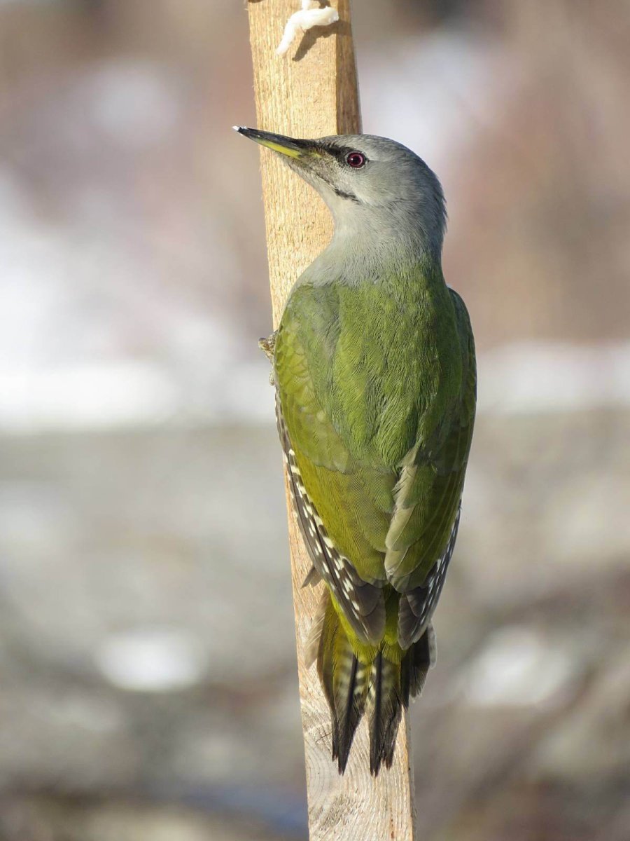 Седой дятел (Picus canus)