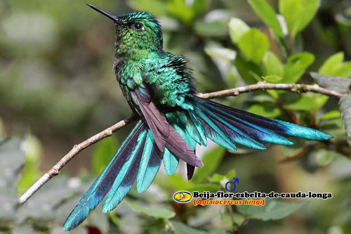 Сильф птица