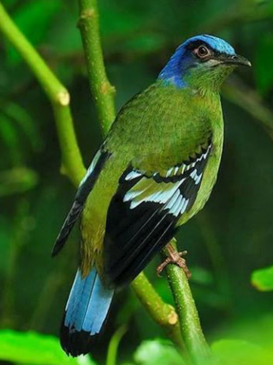 Кохоа птицы