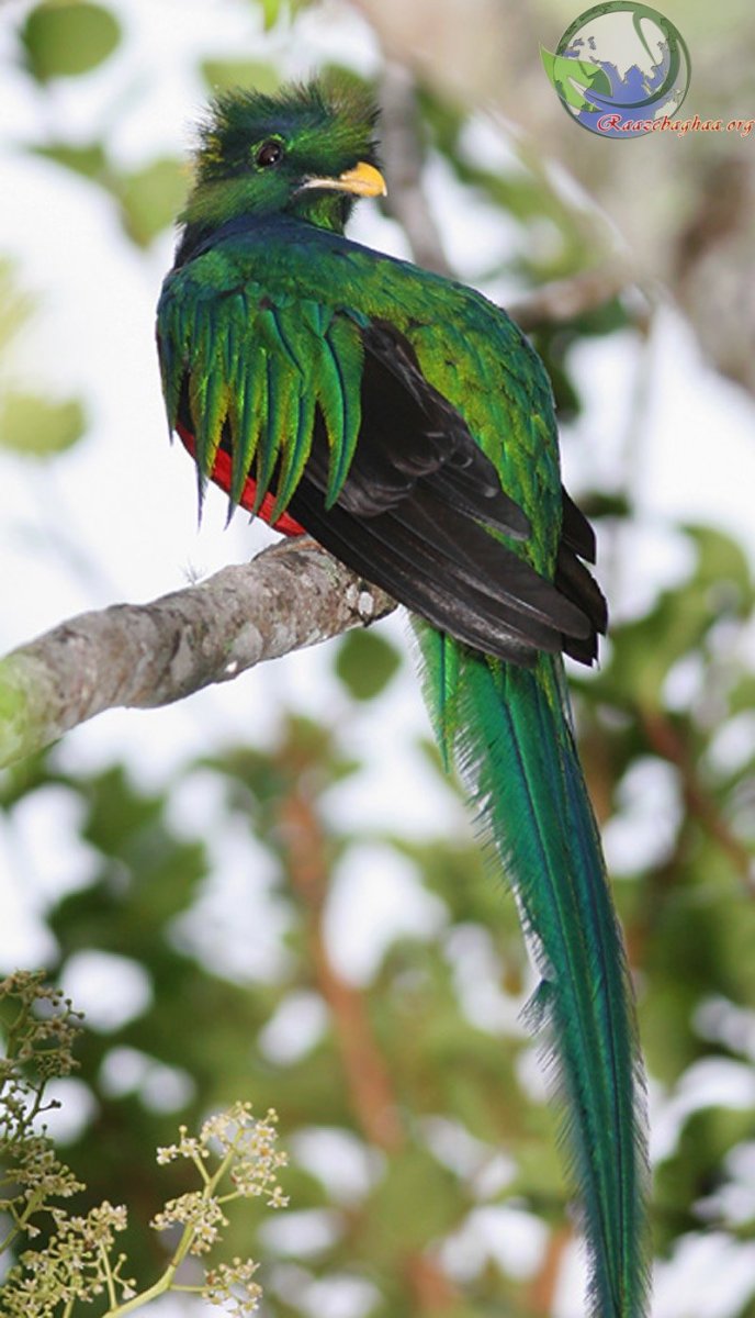 Священная птица Майя