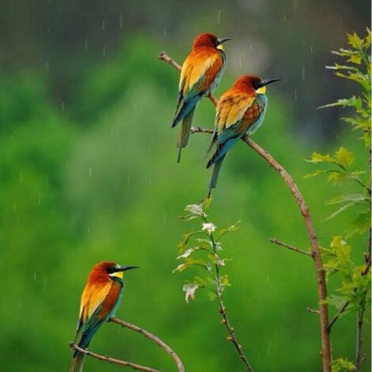 Донская природа с изображением птиц и животных