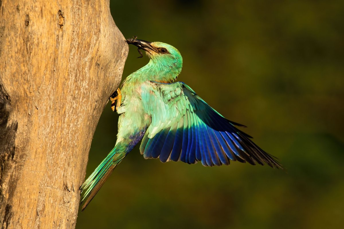 European Roller гнездо