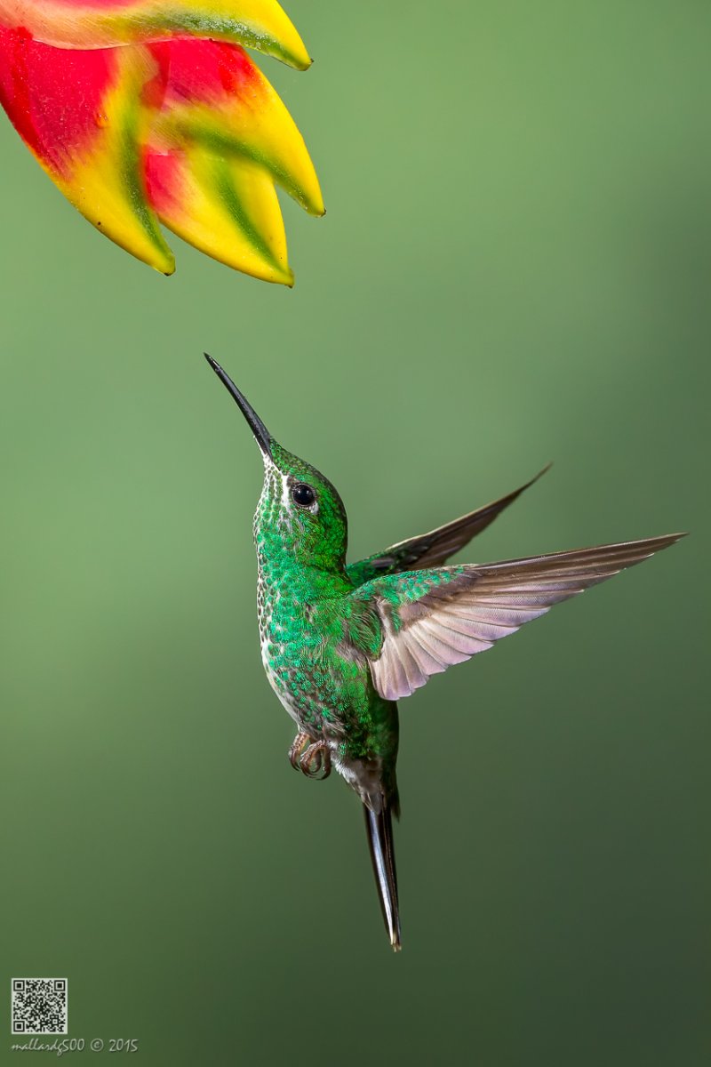 Калибри или Колибри птица