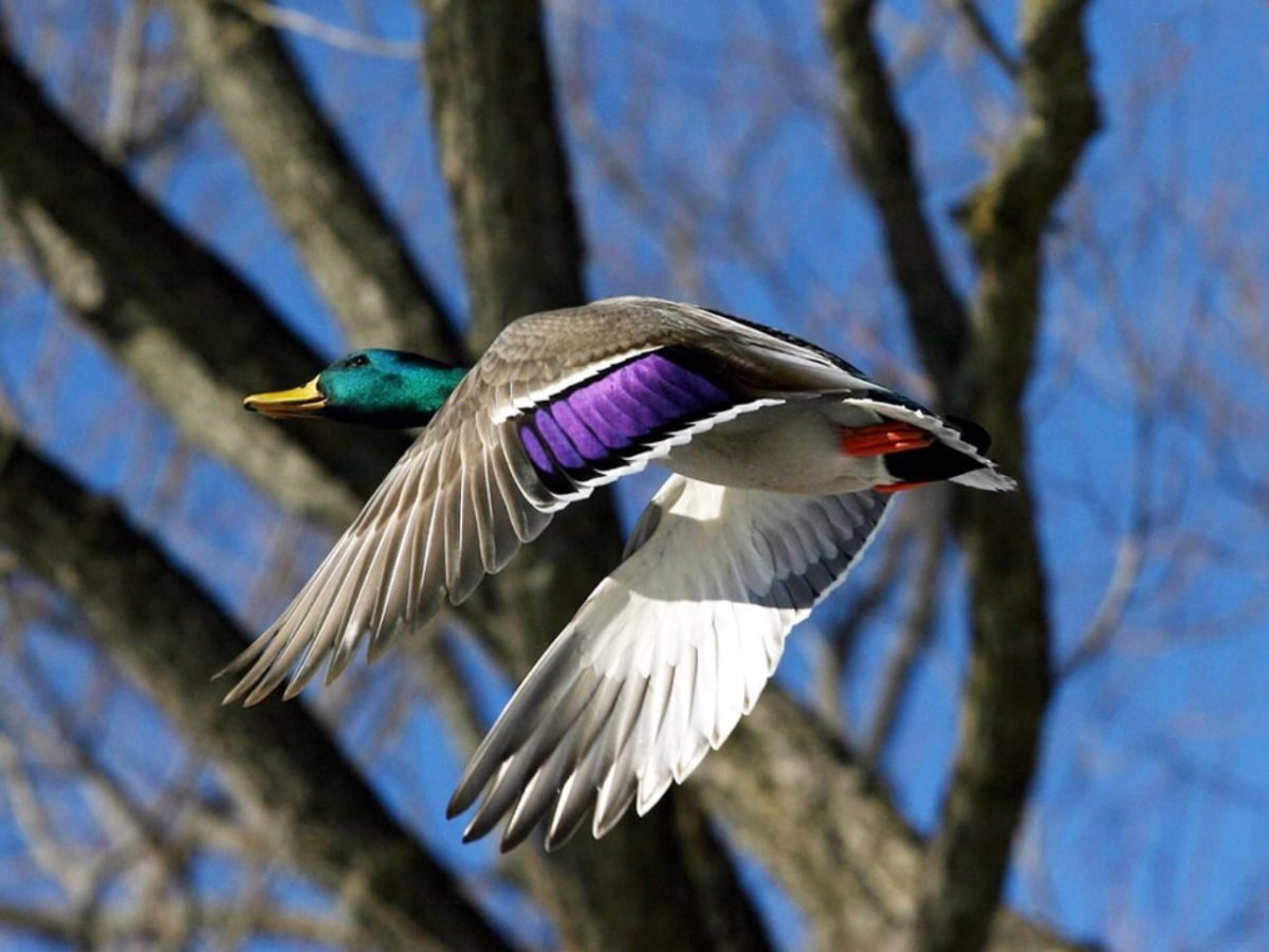 Птицы Онтарио