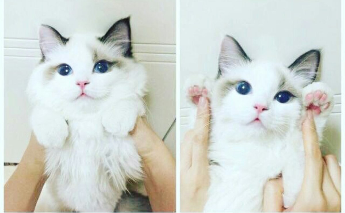 Сохранёнки котики