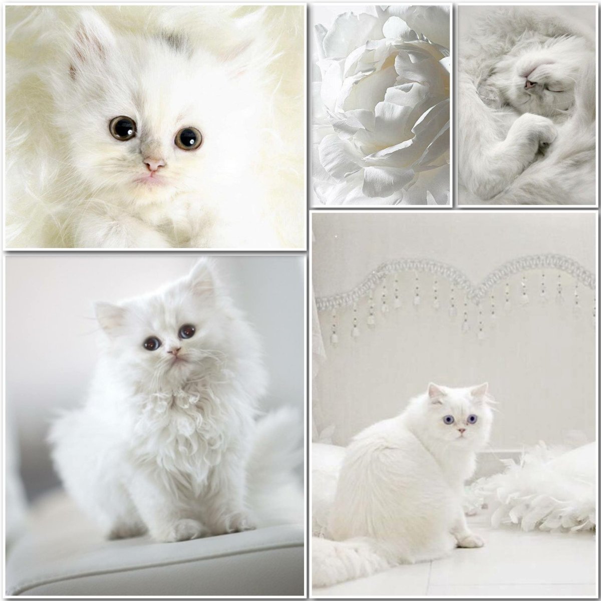 Коллаж с милыми котиками