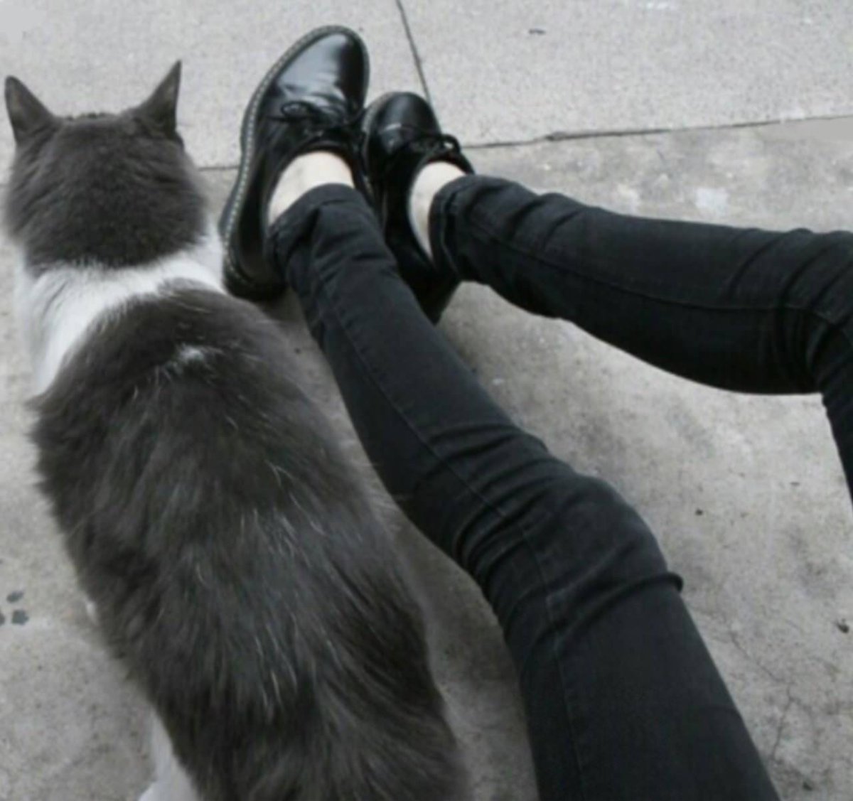 Сохры с чёрными котами