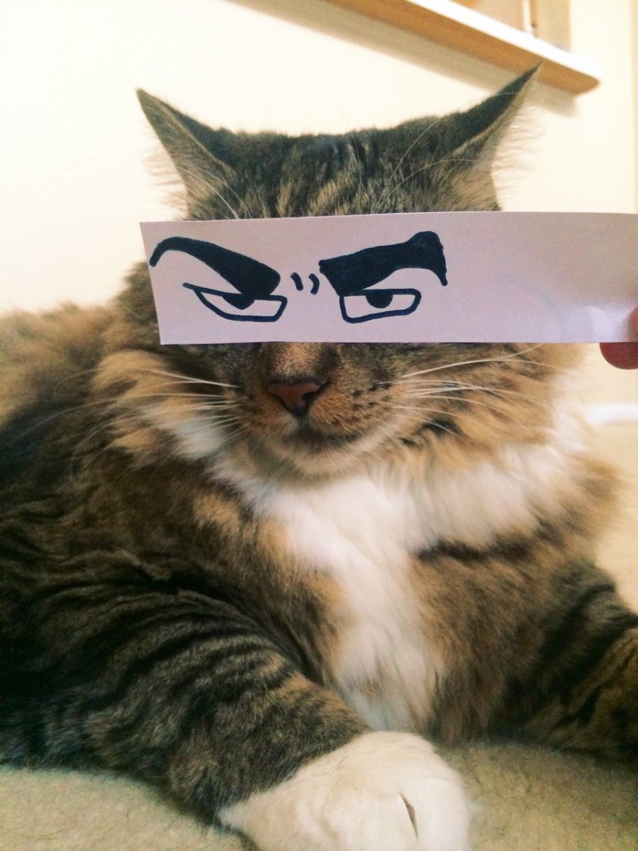 Мое почтение кот