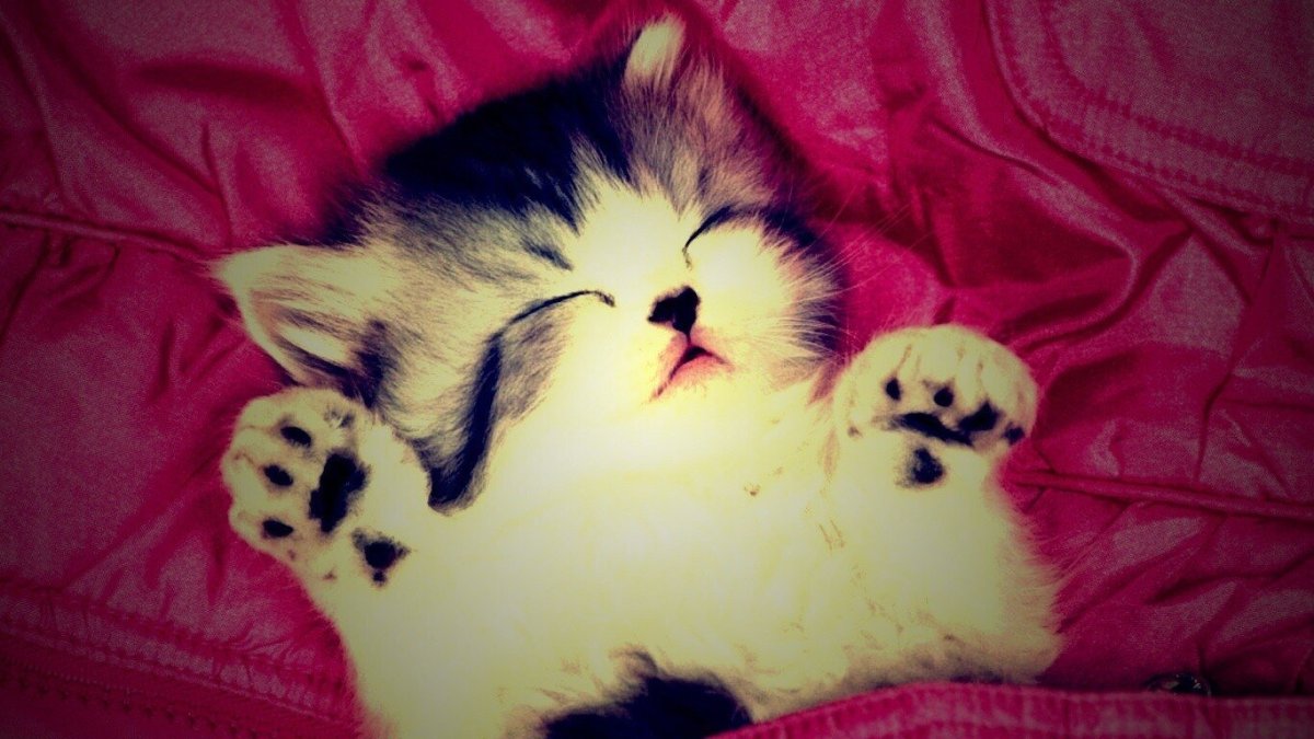 Самые милые кошки