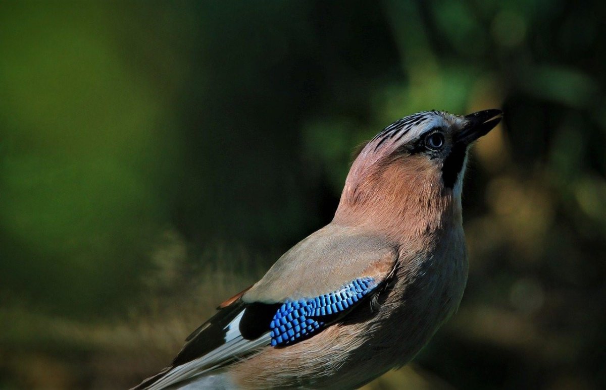 Рыжая птица с синими крыльями