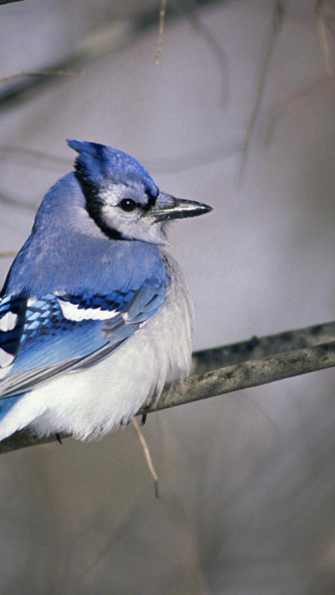 Серо голубая птичка